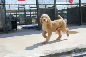 Edirne Lalapaşa’da Kurtarılan 88 Köpek Sağlıklı Şekilde Sahiplendirilerek Yeni Yuvalarına Yerleştirildi